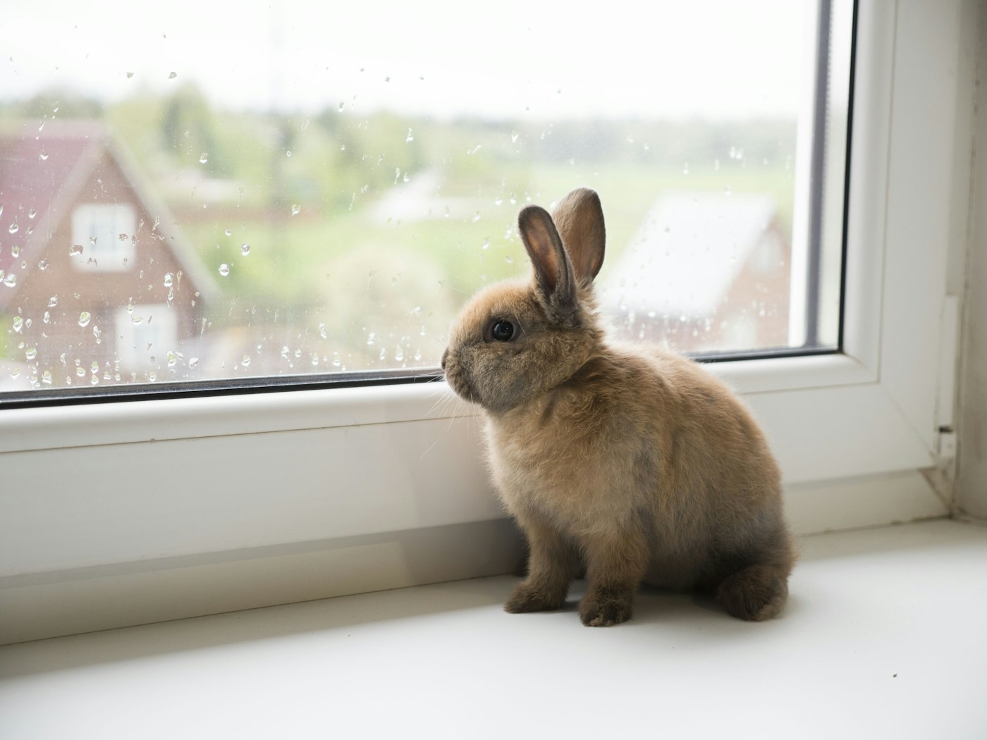 Cómo saber el sexo de un conejo enano