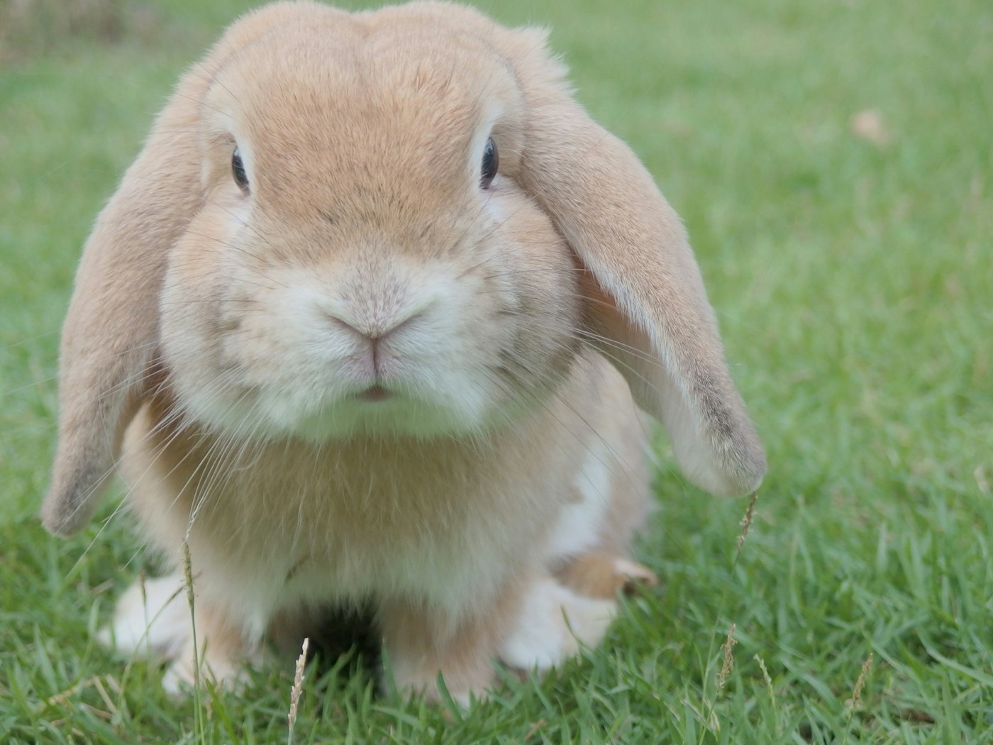 Conejo Belier (Holland Lop)