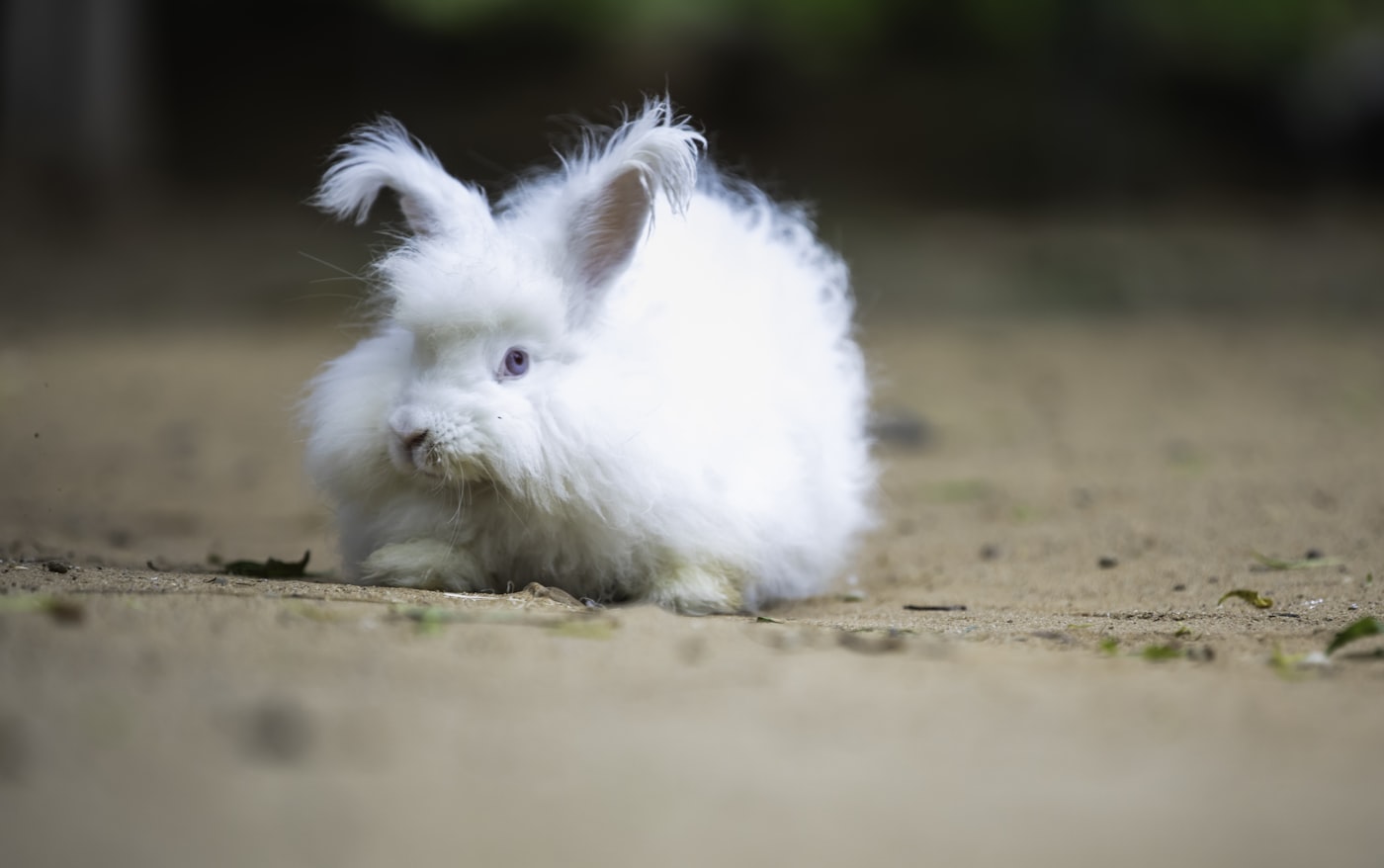 Conejo Angora Inglés